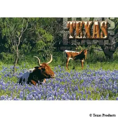 Longhorns In Bluebonnets Postcard 1