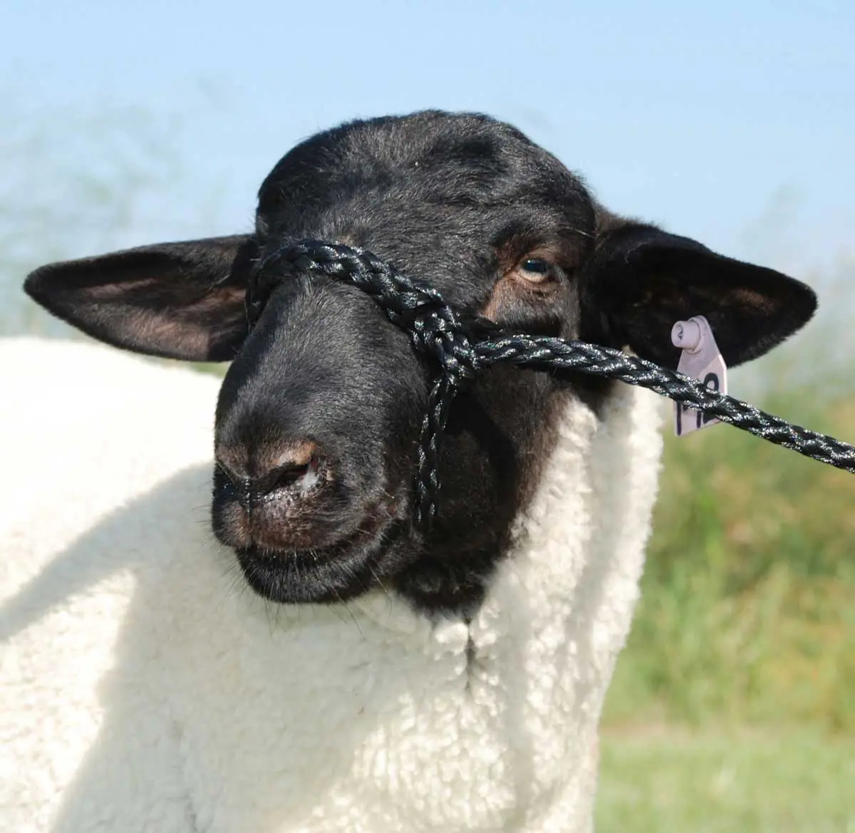 Sheep Holding Halter Black 1