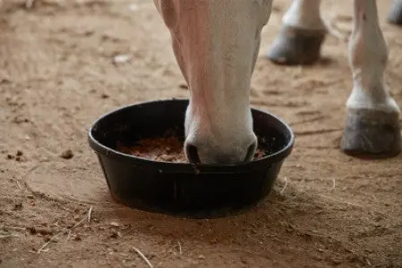 Purina® Large Equitub™ With Clarifly® 125Lb Cooked Tub 2