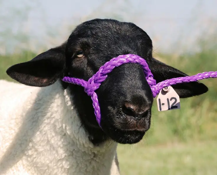 Sheep Holding Halter Purple 1