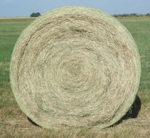 Sb Round Coastal Hay Bales (San Bernardo) 1