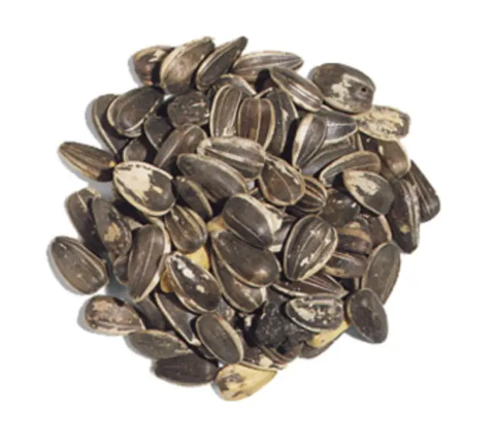 Sunflower Seed Grey Stripes - Semilla Girasol 50 Lbs 1