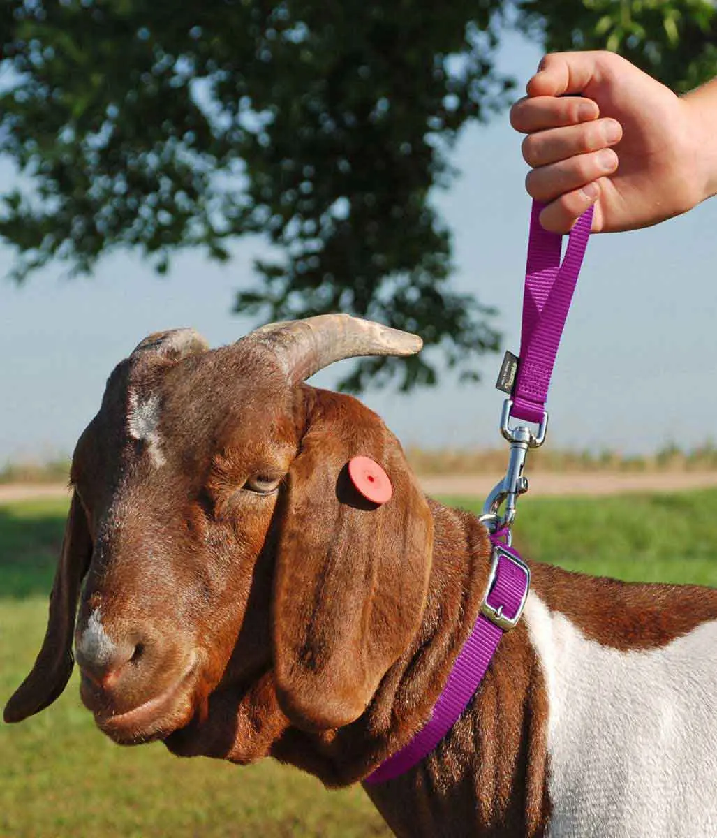 Lead, Goat, Nylon 10" Purple 1