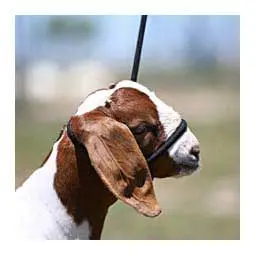 Sheep Halter With Snap Lead - Black (Blackout) 1