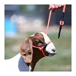 Sheep Halter With Snap Lead - Orange (Electric Orange) 1