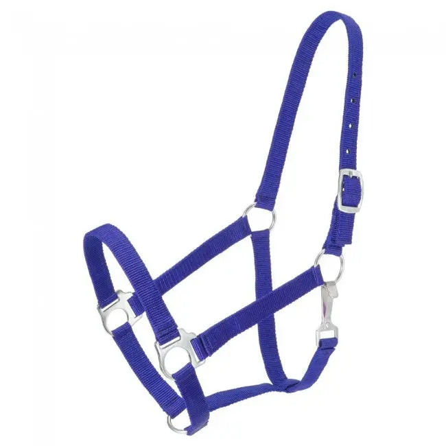 Royal Blue Economy Nylon Halter Yearling 1