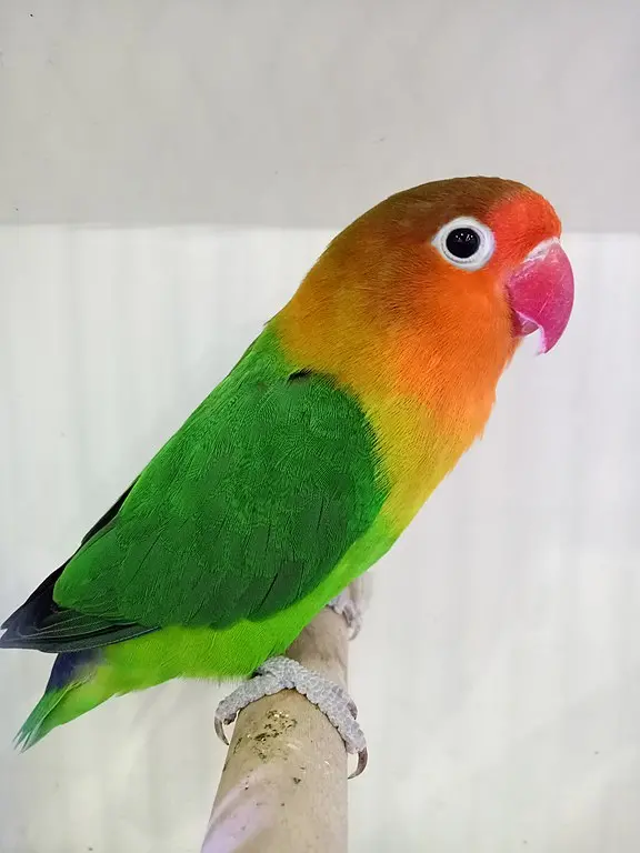 Fisher's Lovebird 1