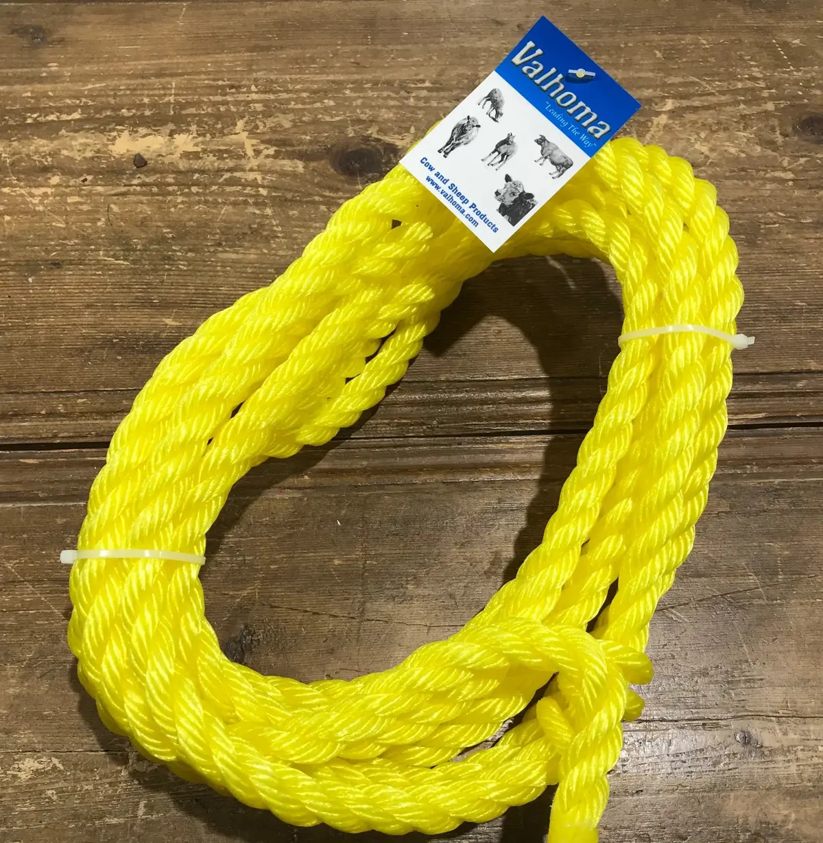 Sheep Holding Halter Yellow 1