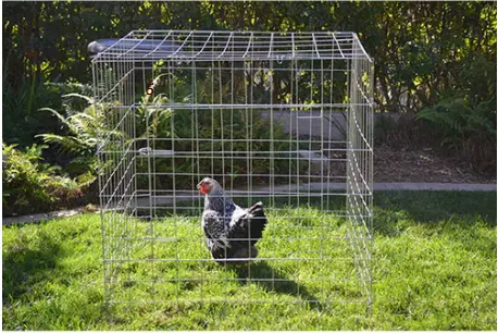 Square Cage - 40 In (Rascadero - 1 Meter) 1