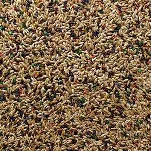 Grains-Plus Canary Blend - 25 Lb 1