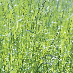 Annual Ryegrass - 50 Lb 1