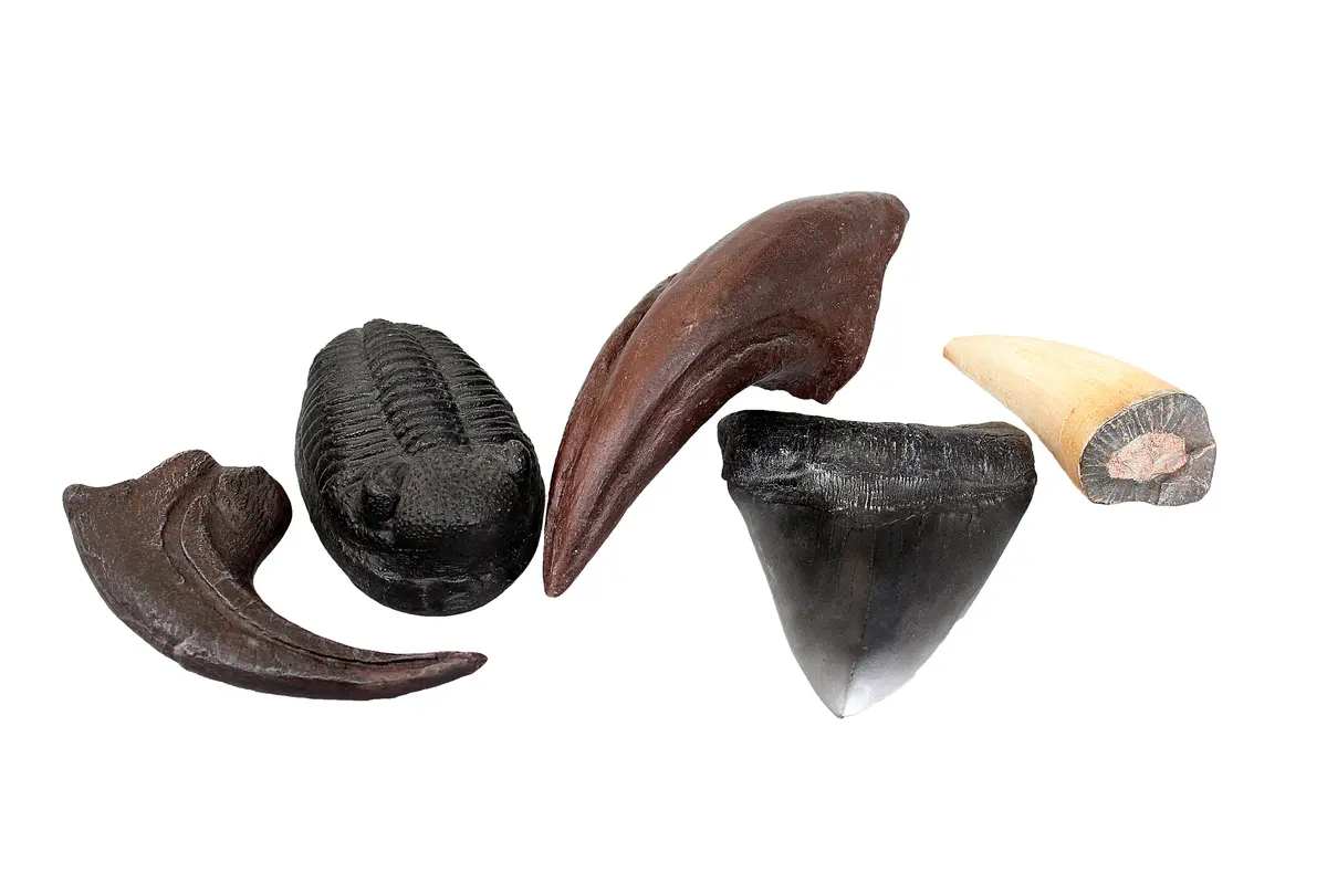 Prehistoric Fossil Castings 1