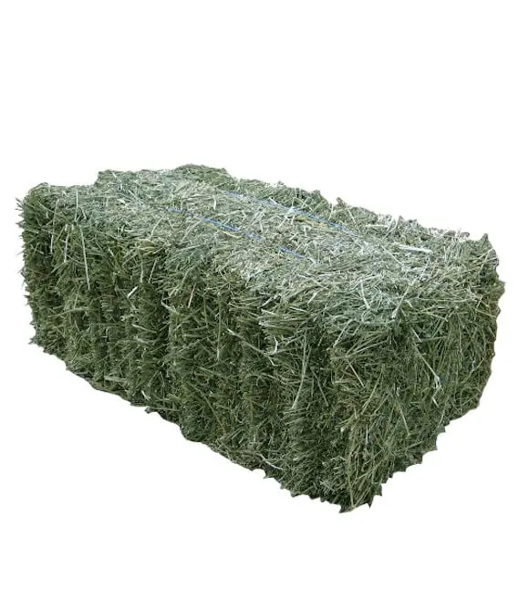 Hay Zapata - Coastal Bermuda Hay / Paca De Zacate 1
