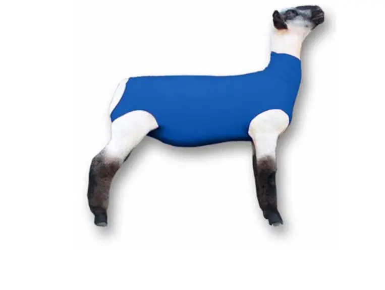 Blue - Sheep Sox S/M 1