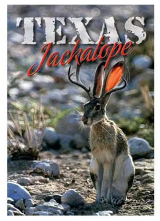 Texas Jackalope Postcard 1