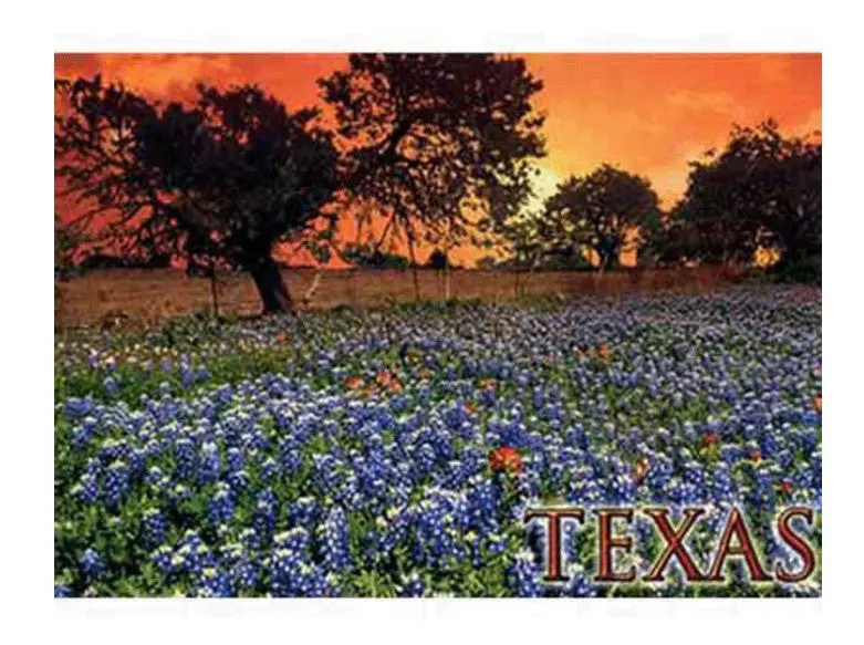 Texas Sunrise Bluebonnet Postcard 1
