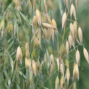 Oats - Vns - 50 Lbs 1