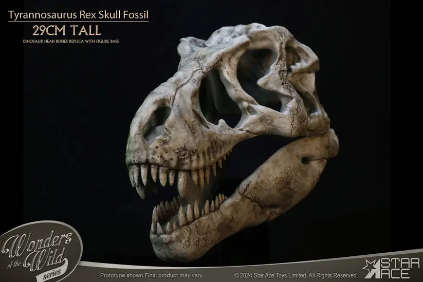 Wonders Of The Wild Series: Tyrannosaurus Rex Skull Fossil 1