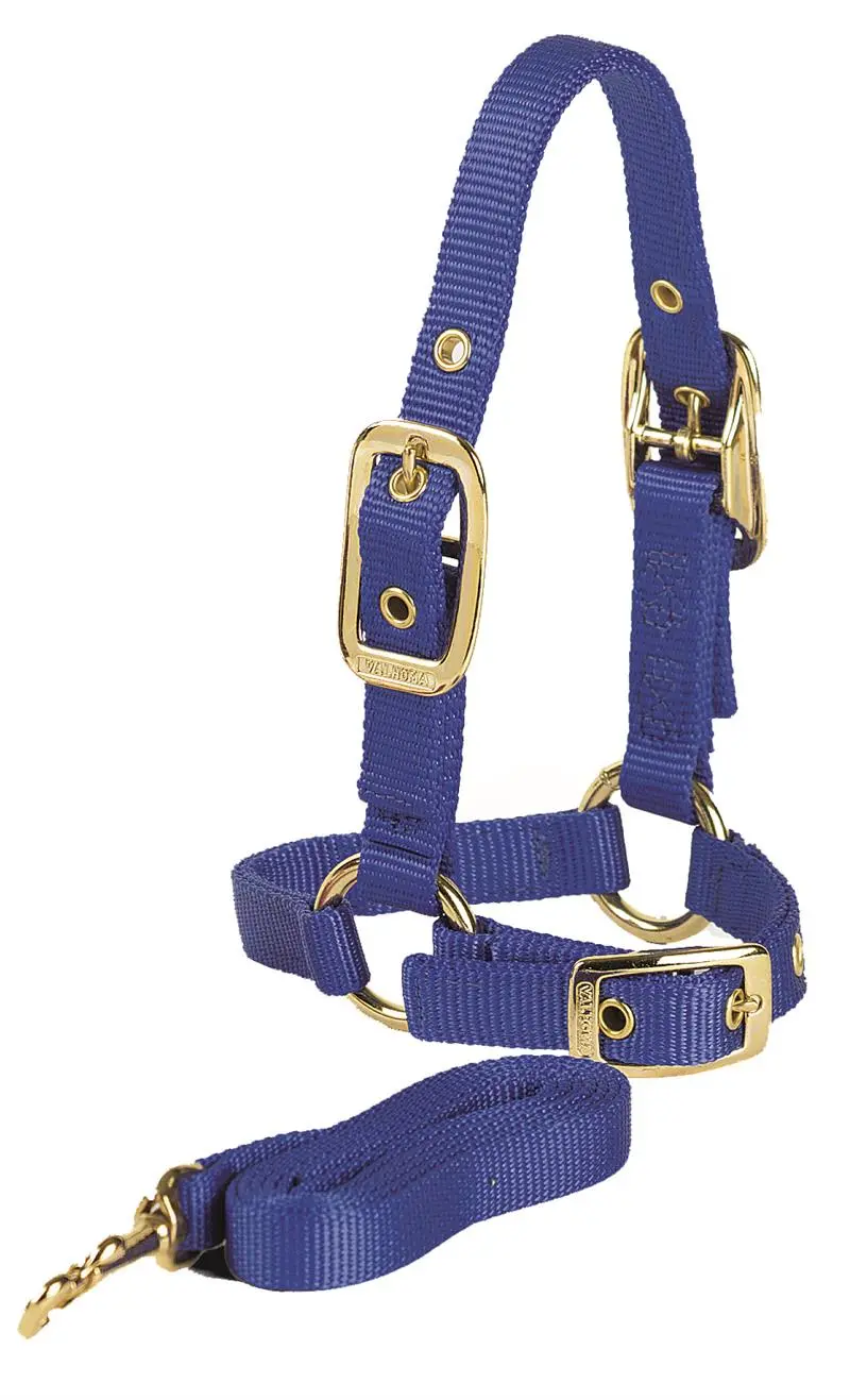 Sheep Halter W/Lead Lime Green 1