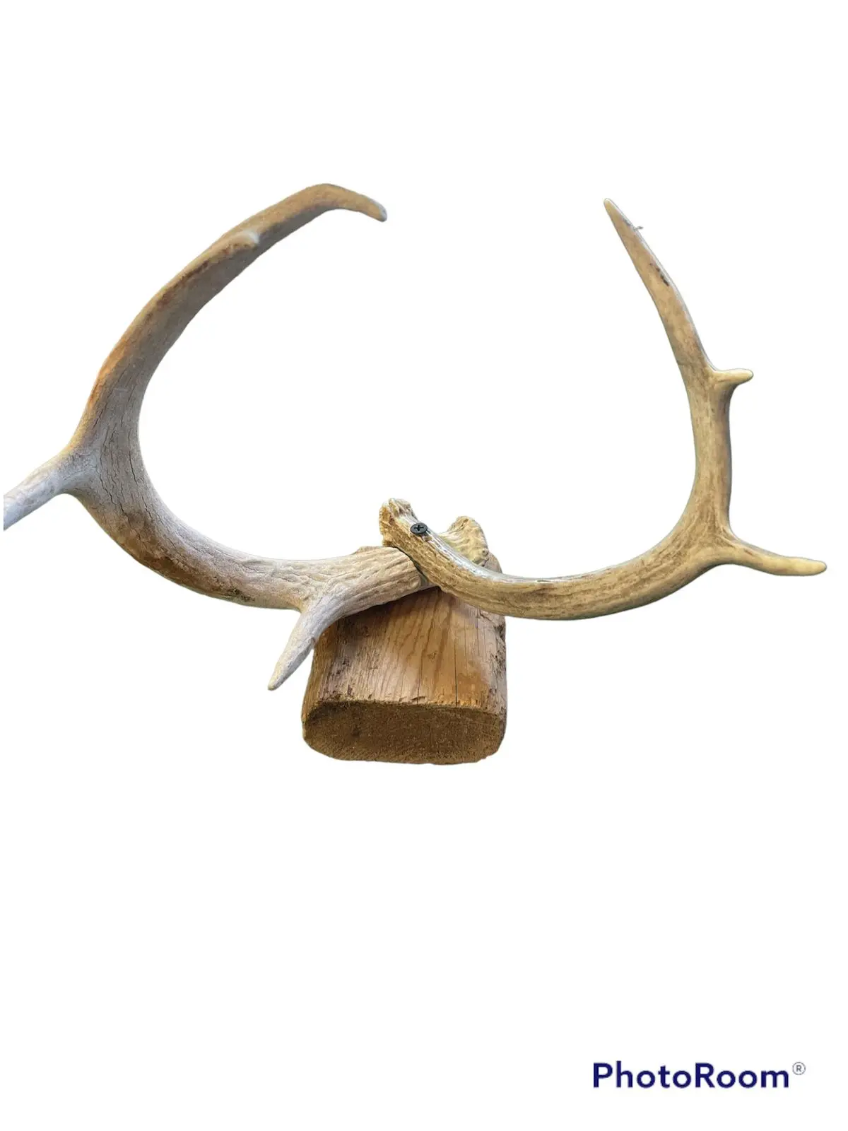 Cuernos / Deer Antler 1