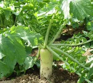 Daikon Tillage Radish - 50 Lb 1