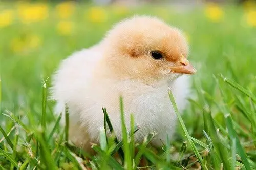 Baby Chicks - Pollitos 1