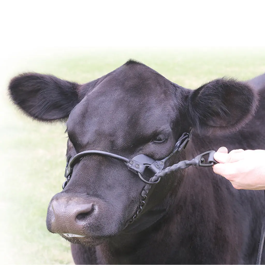 1St-Class Show Halter - Black Large 1