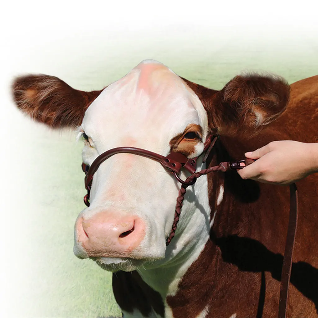 1St-Class Show Halter - Brown Large 1