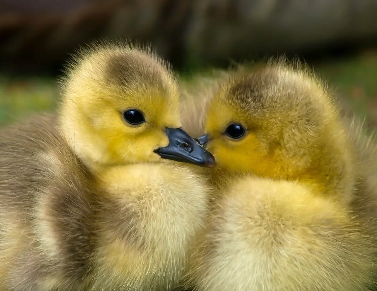 Baby Geese - Ganzos 1