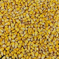 Deer Corn - Maiz Entero 50Lbs 1