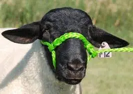 Halter - Sheep Holding - Lime Green 1