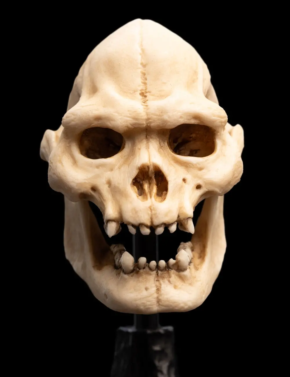 Lord Of The Rings: Skull Of Lurtz Miniature Skull (Pre-Order) 1