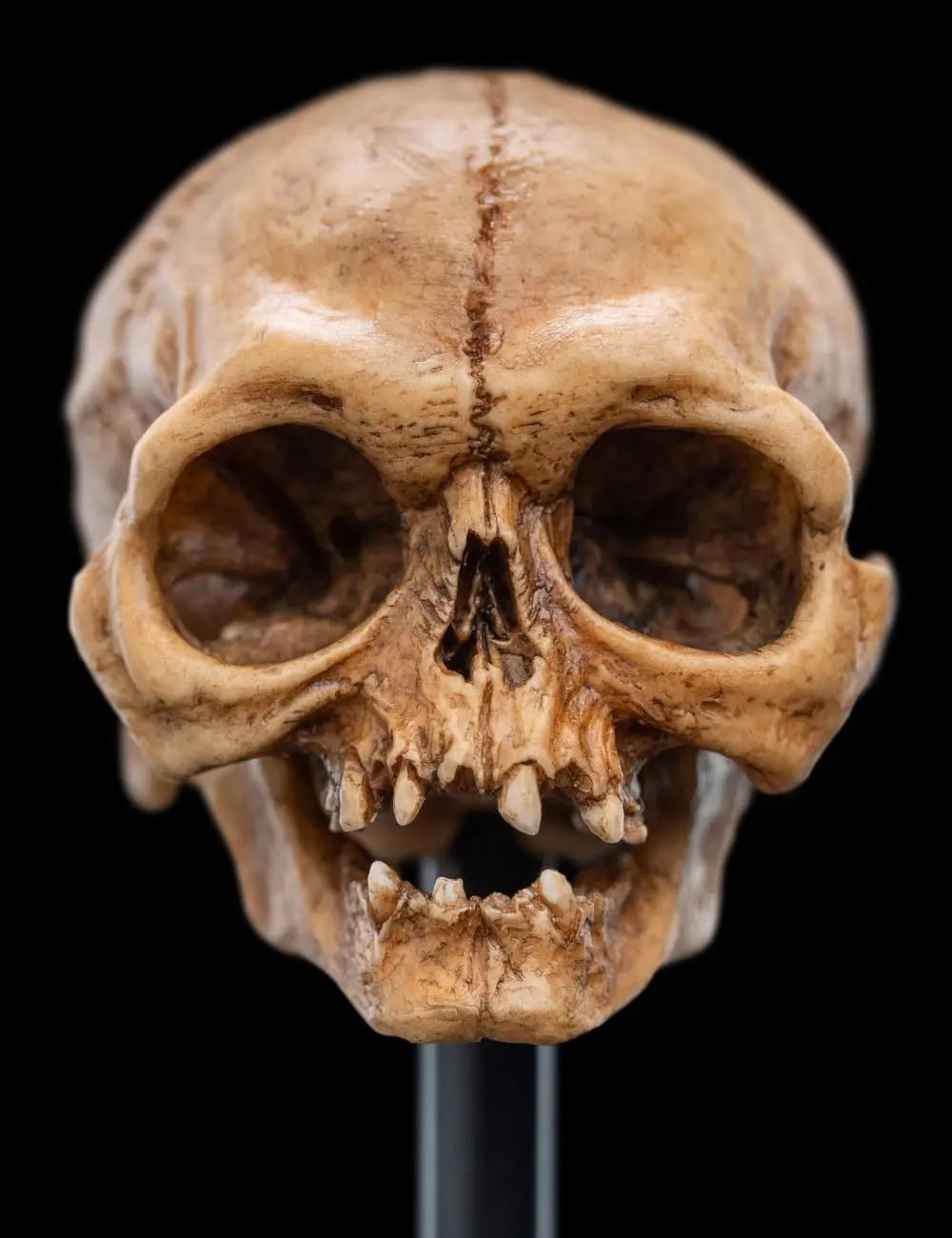 Lord Of The Rings: Skull Of Gollum Miniature Skull 1