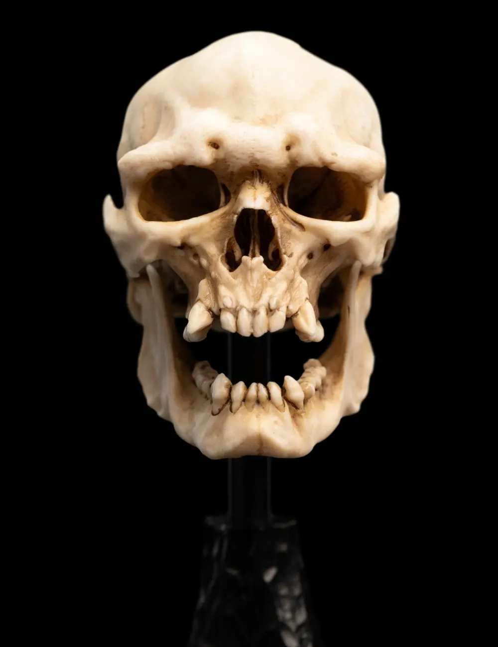 Lord Of The Rings: Skull Of A Mordor Orc Miniature Skull 1
