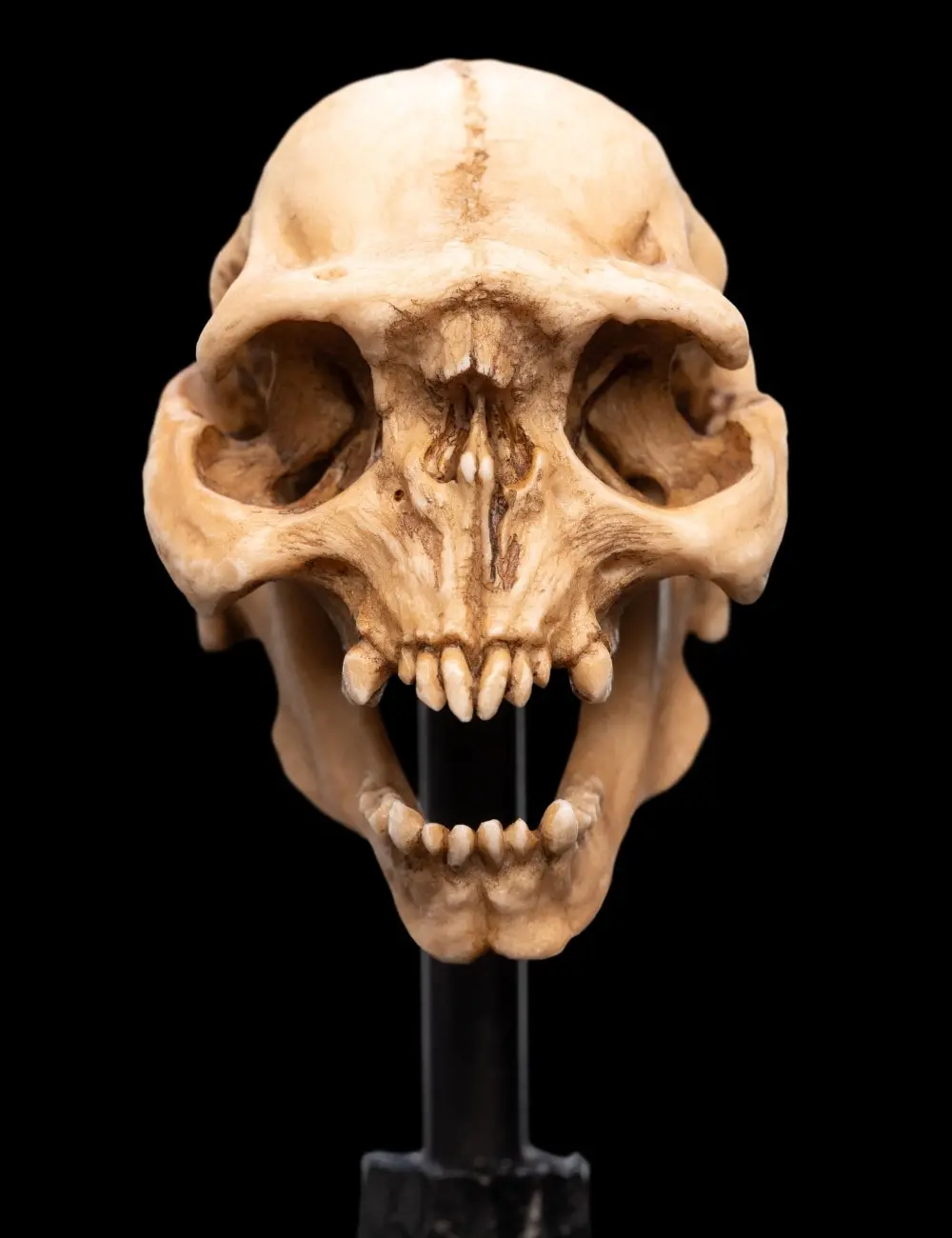 Lord Of The Rings: Skull Of A Moria Orc Miniature Skull (Pre-Order) 1