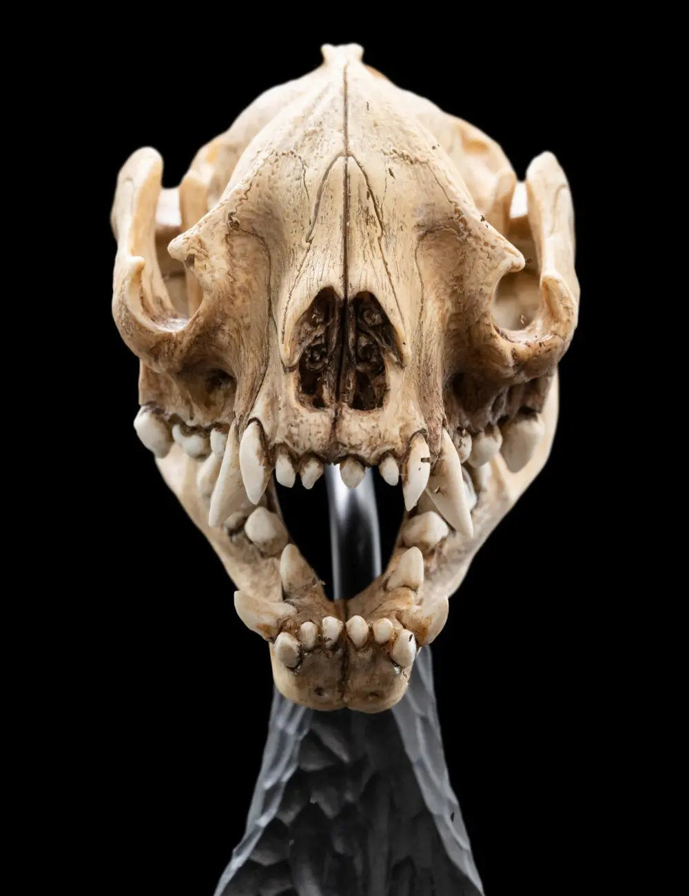 Lord Of The Rings: Skull Of A Warg Miniature Skull 1