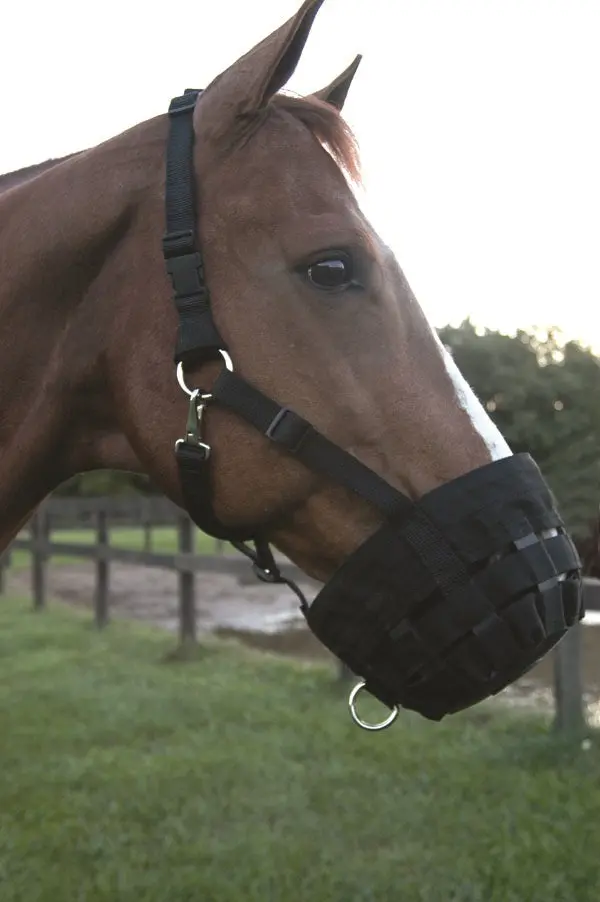 Horse Muzzle, Nylon Web 1