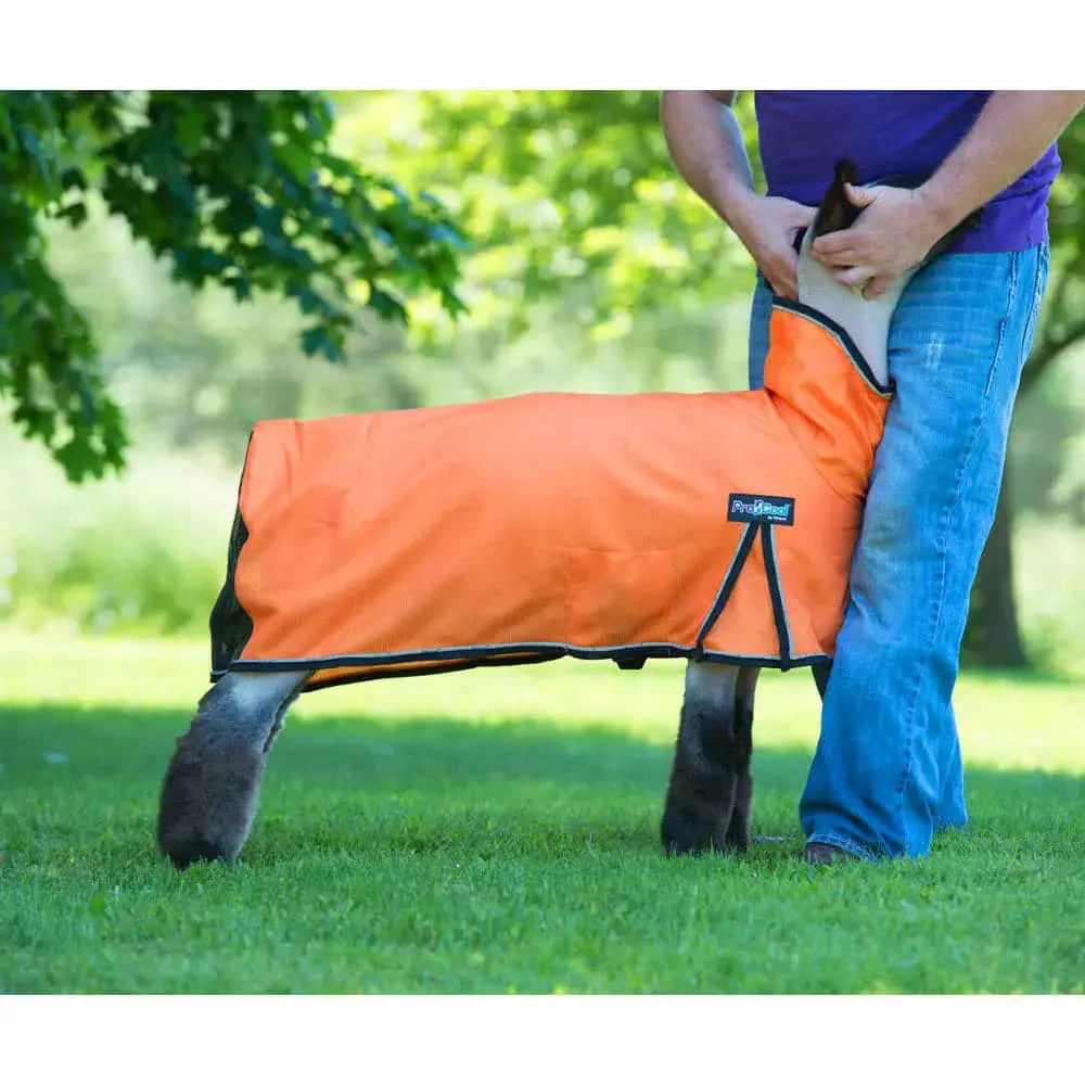 Procool™ Sheep Blanket With Reflective Piping - Large Orange 1