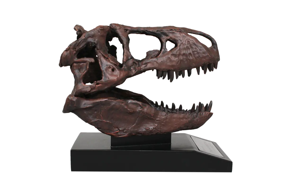 Smithsonian Institute: The Nation’S T. Rex Skull Tenth Scale Replica 1