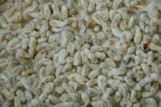 Whole Cottonseed - 50 Lb 1