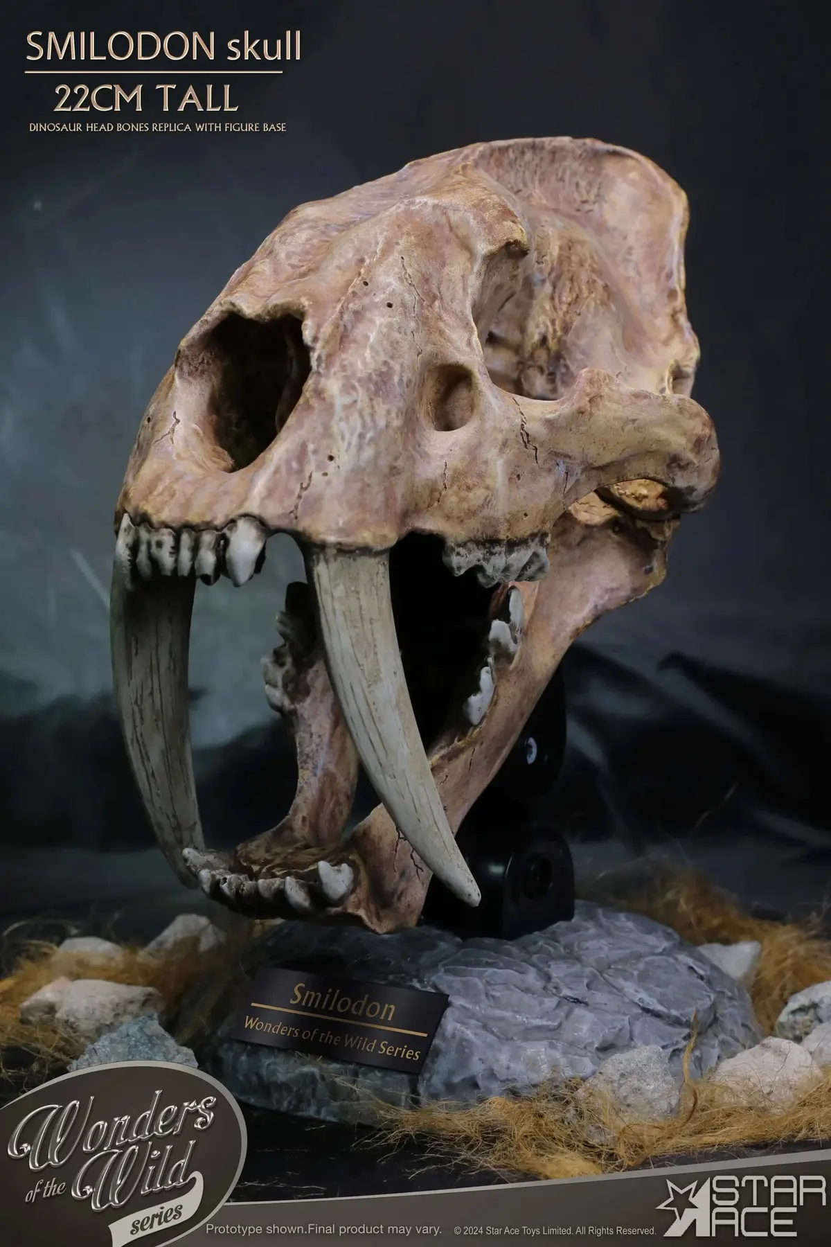 Wonders Of The Wild: Smilodon Skull Fossil 1