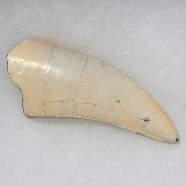 T-Rex Broken Tooth Replica 1