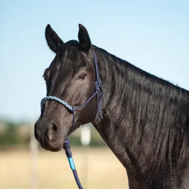 3-Tone Rope Halter And 8-Foot Leadrope-Navy/Grey/Turquoise 1