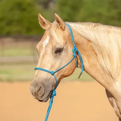 Econo Rope Halter And 8-Foot Leadrope - Turquoise 1