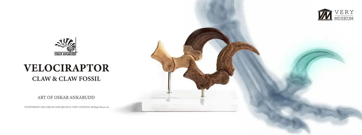 Jurassic Park: Velociraptor Foot Claw And Fossil Claw Set (Pre-Order) 1
