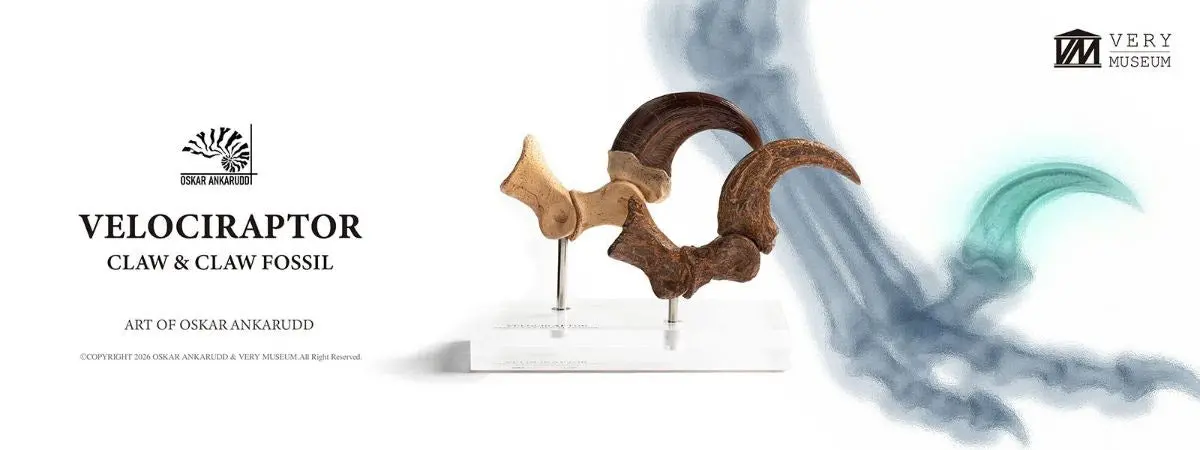 Jurassic Park: Velociraptor Foot Claw And Fossil Claw Set 1